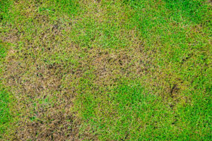 Lawn Fungus Treatments