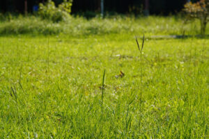 Bahiagrass Lawn Maintenance Guide